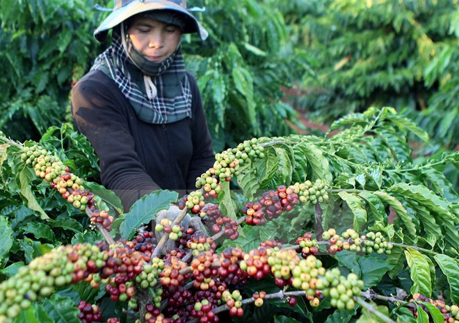 Les exportations de café atteindront 1,5 million de tonnes en 2016 ảnh 1
