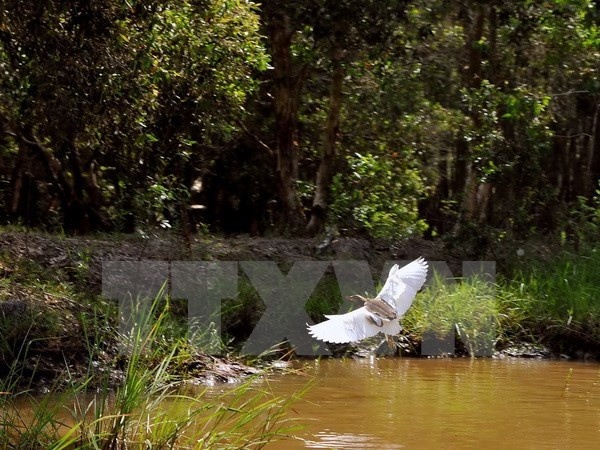Près de 400 milliards de dongs pour conserver le Parc national d'U Minh Ha ảnh 2 Près de 400 milliards de dongs pour conserver le Parc national d'U Minh Ha ảnh 2