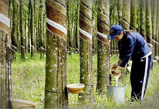 Une nouvelle étape dans les relations commerciales Vietnam - Inde ảnh 2 Une nouvelle étape dans les relations commerciales Vietnam - Inde ảnh 2