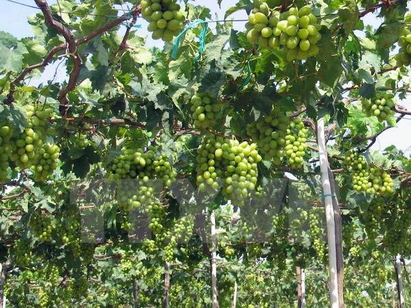 Festival de la Vigne, du Vin et de la Gastronomie de Ninh Thuan 2016 ảnh 1