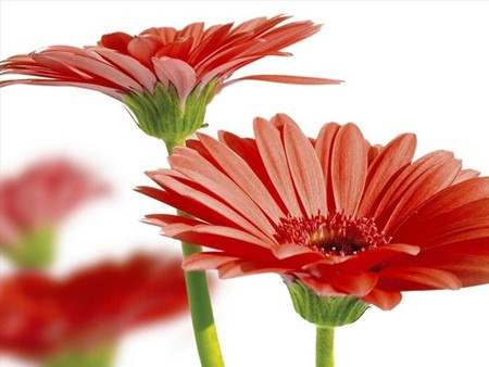 Quelles plantes allez-vous choisir pour le Tet ảnh 4