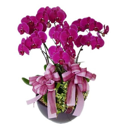 Quelles plantes allez-vous choisir pour le Tet ảnh 5