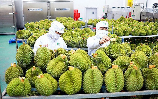 La promotion des exportations de fruits vietnamiens au menu d’un séminaire à Ho Chi Minh-Ville ảnh 3 La promotion des exportations de fruits vietnamiens au menu d’un séminaire à Ho Chi Minh-Ville ảnh 3