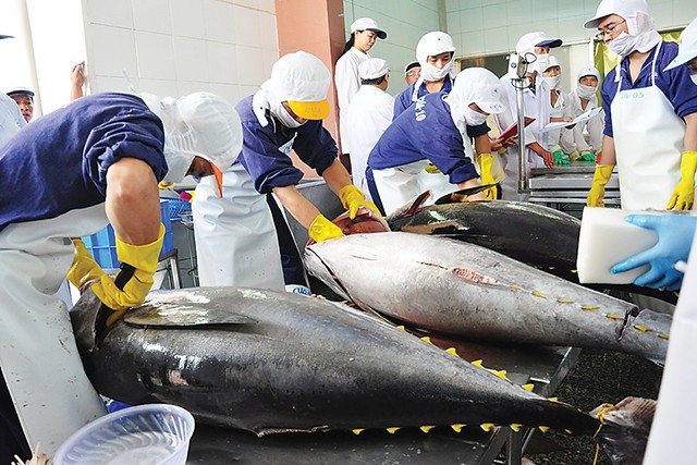 Les exportations de thon vers le Royaume-Uni devraient augmenter dans les derniers mois de l’année ảnh 1 Les exportations de thon vers le Royaume-Uni devraient augmenter dans les derniers mois de l’année ảnh 1