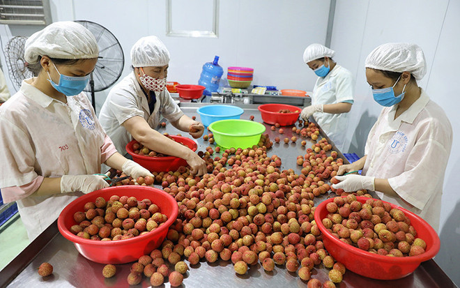 La promotion des exportations de fruits vietnamiens au menu d’un séminaire à Ho Chi Minh-Ville ảnh 1 La promotion des exportations de fruits vietnamiens au menu d’un séminaire à Ho Chi Minh-Ville ảnh 1