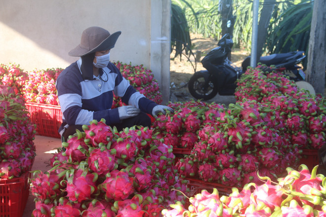 L’agriculture conserve son rôle de “pilier économique” ảnh 2 L’agriculture conserve son rôle de “pilier économique” ảnh 2