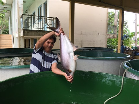Des conditions favorables pour développer l’élevage aquatique à Kiên Tuong ảnh 2 Des conditions favorables pour développer l’élevage aquatique à Kiên Tuong ảnh 2