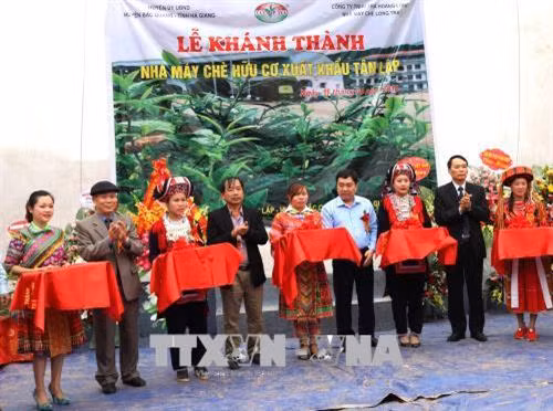 Hà Giang se dote d’une usine de thé bio équipée de technologies japonaises ảnh 1