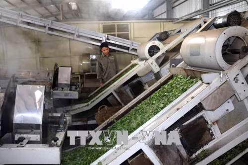 Hà Giang se dote d’une usine de thé bio équipée de technologies japonaises ảnh 2 Hà Giang se dote d’une usine de thé bio équipée de technologies japonaises ảnh 2