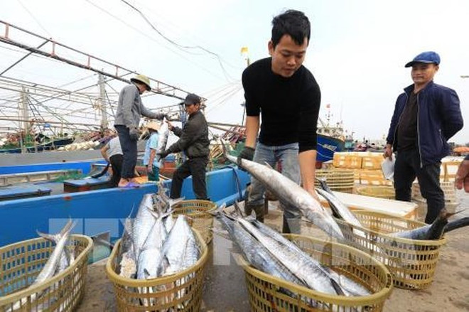 Les localités côtières s’efforcent de lutter contre la pêche INN ảnh 1 Les localités côtières s’efforcent de lutter contre la pêche INN ảnh 1