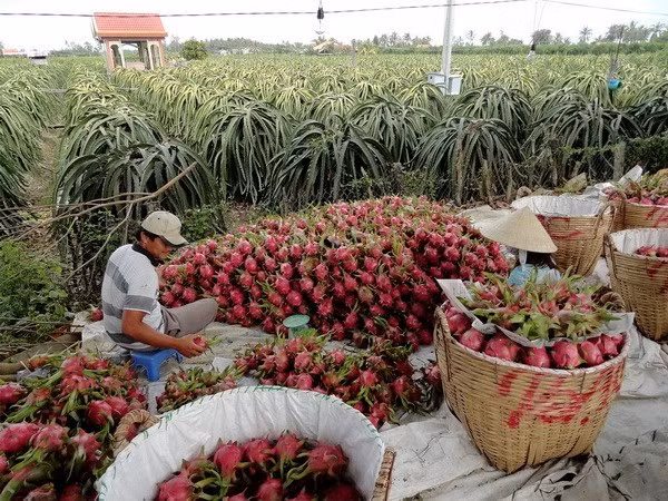L'Australie aide le Vietnam dans le développement agricole ảnh 1 L'Australie aide le Vietnam dans le développement agricole ảnh 1