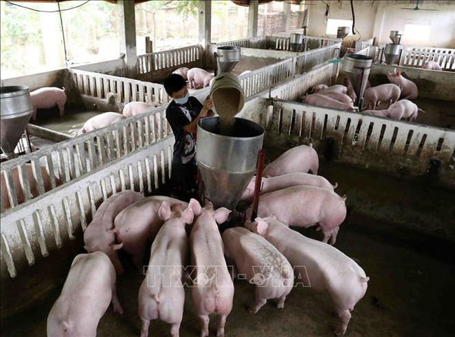 Le gouvernement veut professionnaliser et moderniser l’élevage ảnh 1