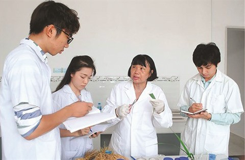 Une scientifique porteuse d’espoir de faire pousser le riz dans l’eau salée ảnh 2 Une scientifique porteuse d’espoir de faire pousser le riz dans l’eau salée ảnh 2