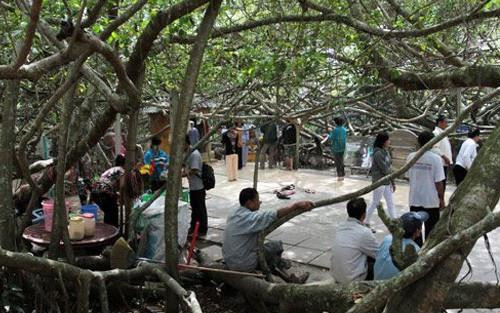 Le laurier d’Inde sacré de Phong Dien ảnh 2 Le laurier d’Inde sacré de Phong Dien ảnh 2