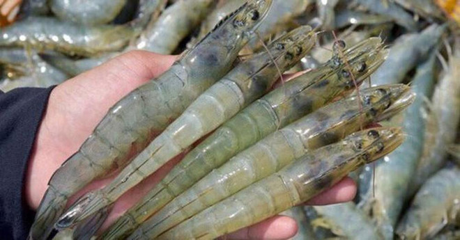 Les exportations nationales de crevettes pourraient retrouver des couleurs au 2e semestre ảnh 1 Les exportations nationales de crevettes pourraient retrouver des couleurs au 2e semestre ảnh 1