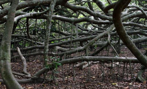 Le laurier d’Inde sacré de Phong Dien ảnh 3 Le laurier d’Inde sacré de Phong Dien ảnh 3