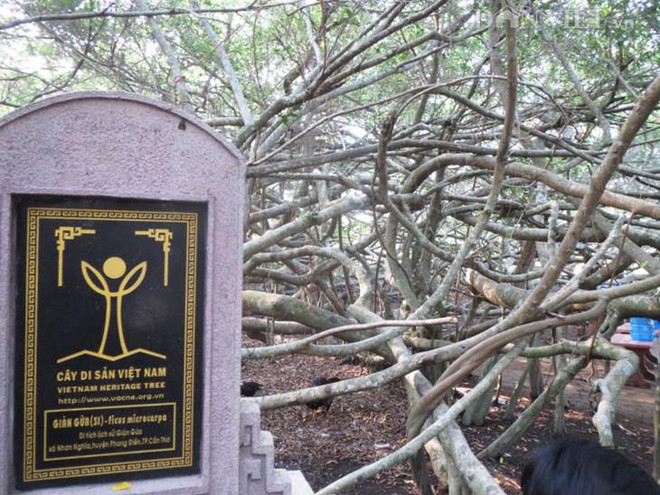 Le laurier d’Inde sacré de Phong Dien ảnh 1 Le laurier d’Inde sacré de Phong Dien ảnh 1