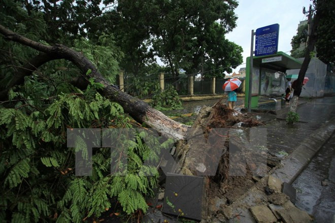 Le typhon Mirinae fait un mort et plusieurs blessés dans des localités du Nord ảnh 1