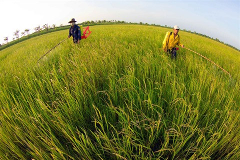 Les aliments bio du Vietnam à la conquête des marchés étrangers ảnh 2 Les aliments bio du Vietnam à la conquête des marchés étrangers ảnh 2