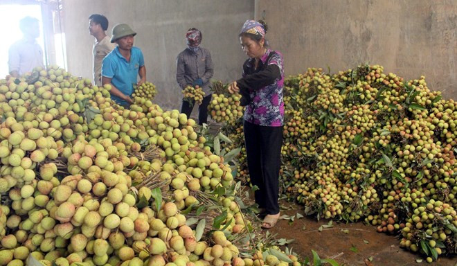 Bac Giang va exporter la moitié de sa production de litchi ảnh 1 Bac Giang va exporter la moitié de sa production de litchi ảnh 1