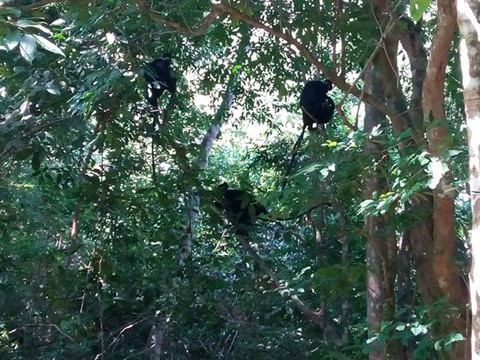 Vent d’espoir pour le langur de Hà Tinh ảnh 2 Vent d’espoir pour le langur de Hà Tinh ảnh 2