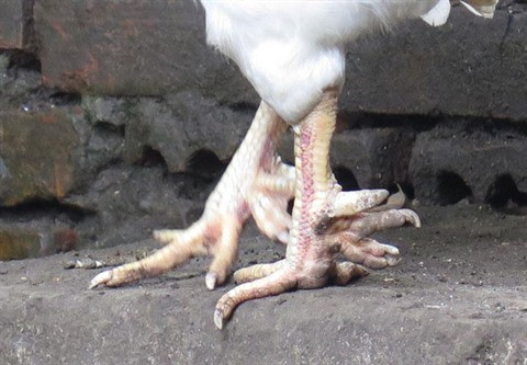 Quelque 40 à 50 millions de dôngs pour un coq à neuf ergots ảnh 1 Quelque 40 à 50 millions de dôngs pour un coq à neuf ergots ảnh 1