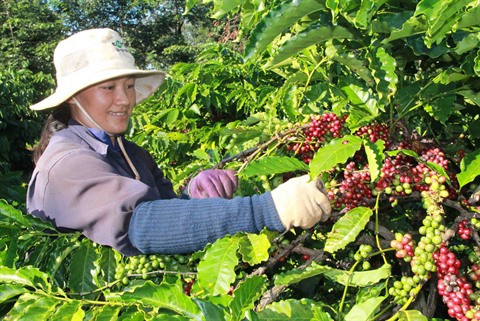 Des mesures pour développer la caféiculture ảnh 1 Des mesures pour développer la caféiculture ảnh 1