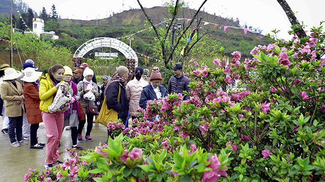 La fête des fleurs de rhododendron à Sa Pa ảnh 2 La fête des fleurs de rhododendron à Sa Pa ảnh 2