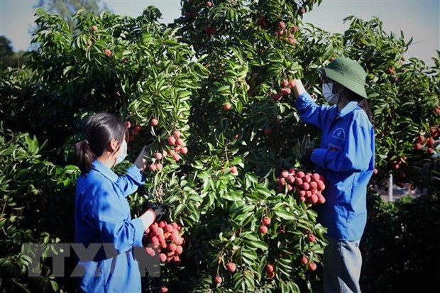 Conditions favorables pour que les entreprises chinoises achètent des litchis à Bac Giang ảnh 1