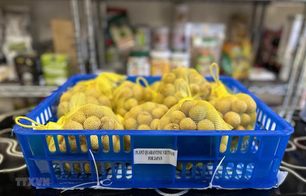 De plus en plus de fruits vietnamiens accèdent au marché japonais ảnh 1