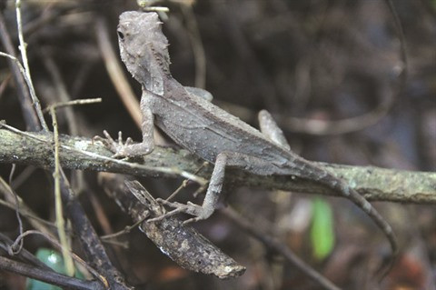Ky Thuong, une destination attrayante à Quang Ninh ảnh 2 Ky Thuong, une destination attrayante à Quang Ninh ảnh 2