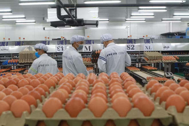 Exportation des produits de l'élevage: encore très modeste ảnh 1