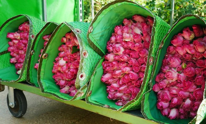 Le Vietnam exporte pour 61 millions de dollars de fleurs en 2021 ảnh 1 Le Vietnam exporte pour 61 millions de dollars de fleurs en 2021 ảnh 1