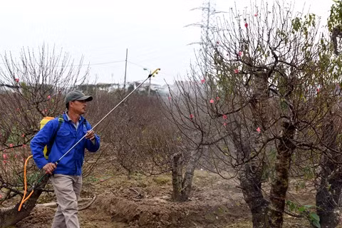 Les marchés des kumquats s’agitent avant le Têt ảnh 2