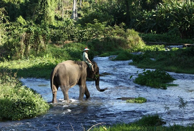 La province de Dak Lak renforce la protection des éléphants ảnh 1 La province de Dak Lak renforce la protection des éléphants ảnh 1