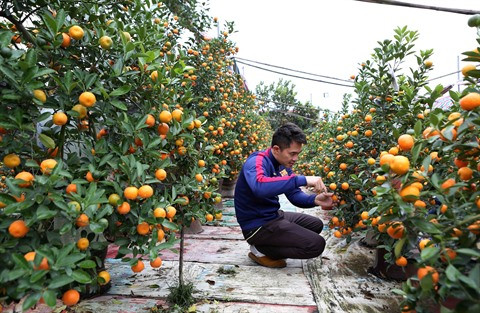 Les marchés des kumquats s’agitent avant le Têt ảnh 1 Les marchés des kumquats s’agitent avant le Têt ảnh 1
