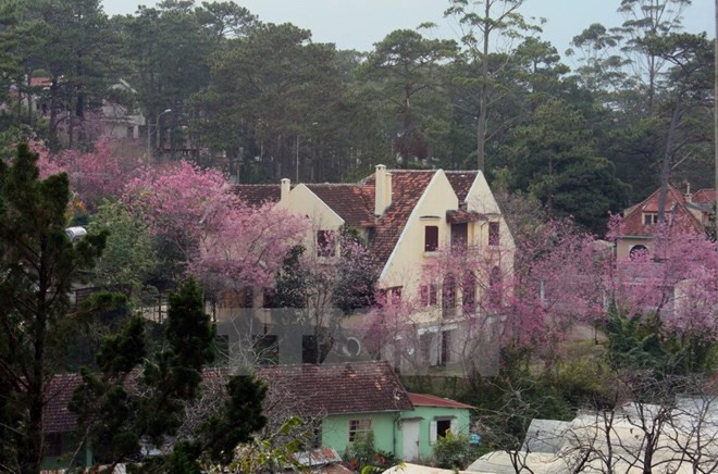 Bientôt un Festival des fleurs de cerisiers Da Lat ảnh 1 Bientôt un Festival des fleurs de cerisiers Da Lat ảnh 1