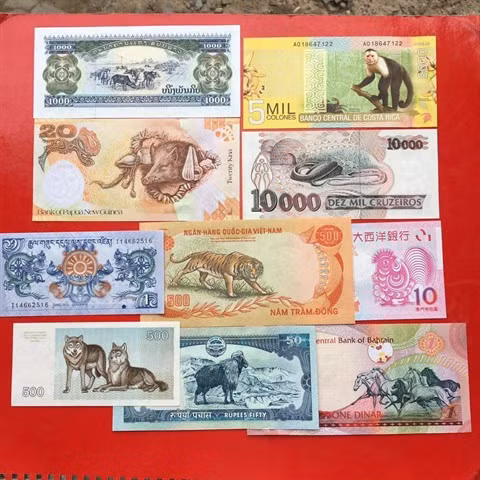 Des lì xì originaux pour le Têt du Chien ảnh 2