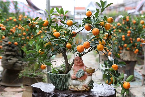Les marchés des kumquats s’agitent avant le Têt ảnh 3 Les marchés des kumquats s’agitent avant le Têt ảnh 3