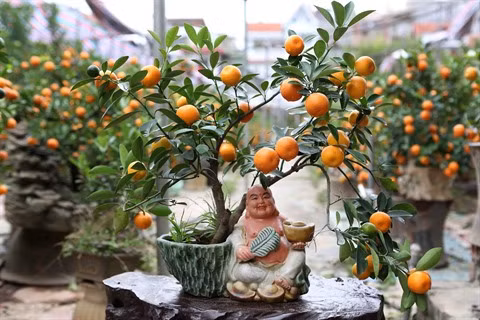 Les marchés des kumquats s’agitent avant le Têt ảnh 3