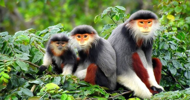 Laos et Vietnam renforcent leur coopération dans la protection de la forêt ảnh 1 Laos et Vietnam renforcent leur coopération dans la protection de la forêt ảnh 1