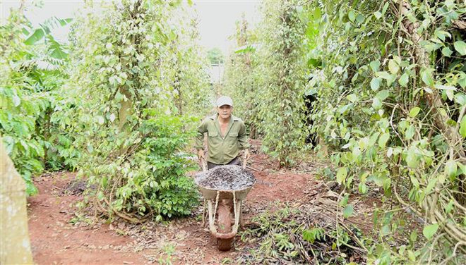 La vie reprend son cours après l’attaque dans la province de Dak Lak ảnh 2