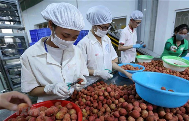 Le Vietnam et le Japon discutent de la stimulation du commerce des biens de consommation ảnh 1 Le Vietnam et le Japon discutent de la stimulation du commerce des biens de consommation ảnh 1