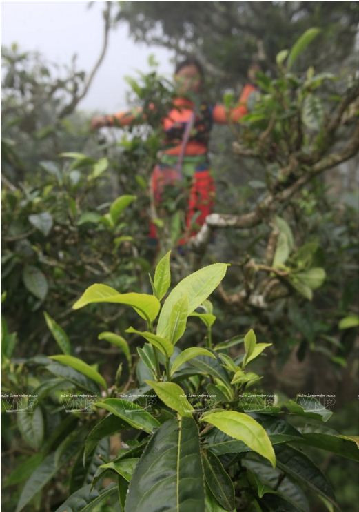 Le thé Shan tuyêt Tà Xùa, plus de 200 ans et toutes ses feuilles ảnh 2 Le thé Shan tuyêt Tà Xùa, plus de 200 ans et toutes ses feuilles ảnh 2