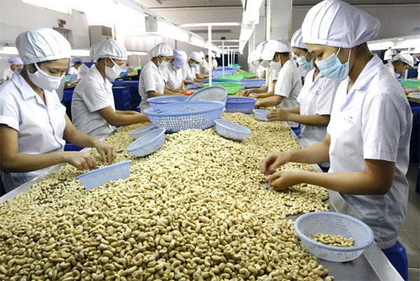 Le Vietnam exporte 3,52 milliards de dollars de noix de cajou en 2017 ảnh 1 Le Vietnam exporte 3,52 milliards de dollars de noix de cajou en 2017 ảnh 1