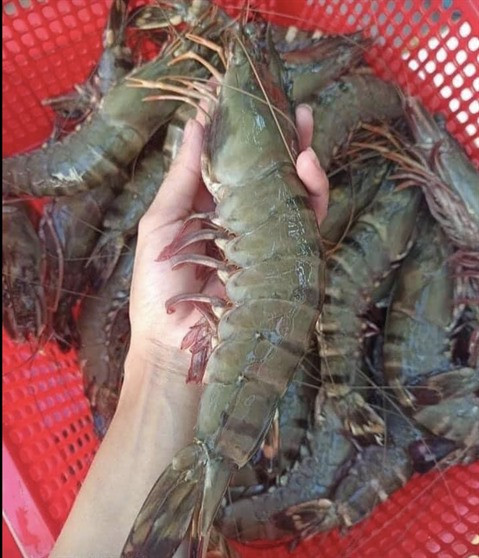 Élaborer des indications géographiques pour les crevettes tigrées noires de Cà Mau ảnh 1 Élaborer des indications géographiques pour les crevettes tigrées noires de Cà Mau ảnh 1