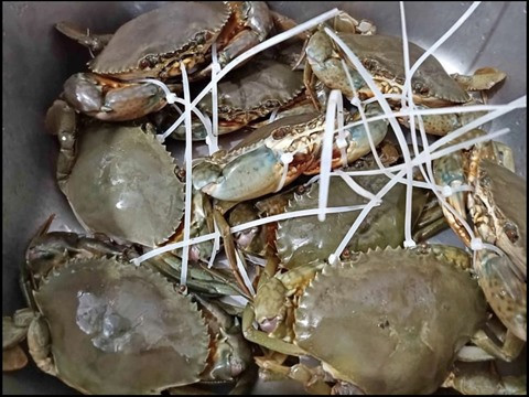 Élaborer des indications géographiques pour les crevettes tigrées noires de Cà Mau ảnh 2 Élaborer des indications géographiques pour les crevettes tigrées noires de Cà Mau ảnh 2