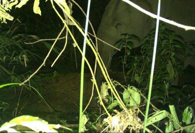 Ha Tinh : conservation urgente de l'éléphant d'Asie ảnh 1 Ha Tinh : conservation urgente de l'éléphant d'Asie ảnh 1