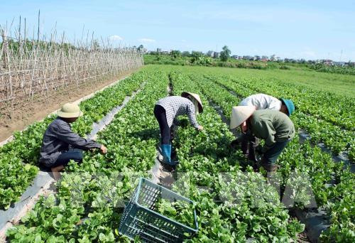 La société FLC FAM noue une coopération avec des entreprises agroalimentaires israéliennes ảnh 1 La société FLC FAM noue une coopération avec des entreprises agroalimentaires israéliennes ảnh 1