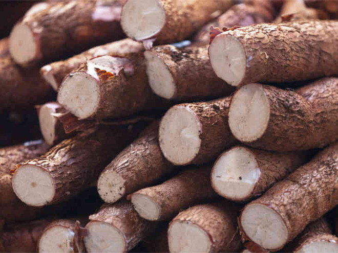 Manioc : les exportations vers la R. de Corée ont fortement augmenté ảnh 1 Manioc : les exportations vers la R. de Corée ont fortement augmenté ảnh 1